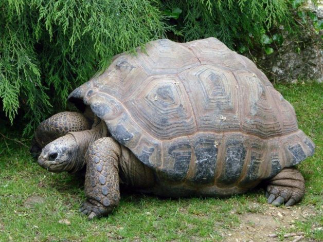 A very large turtle. (Credit: turtleholic.com)